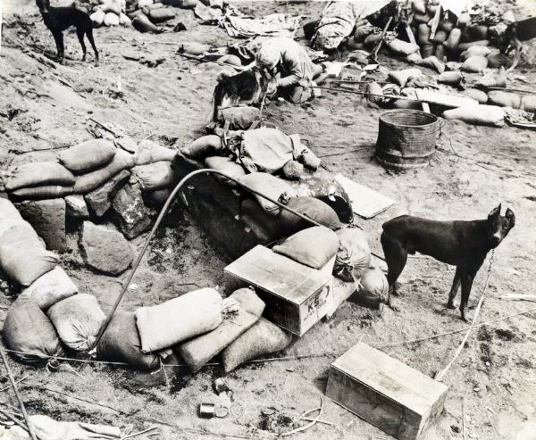 USMC war dogs & K rations